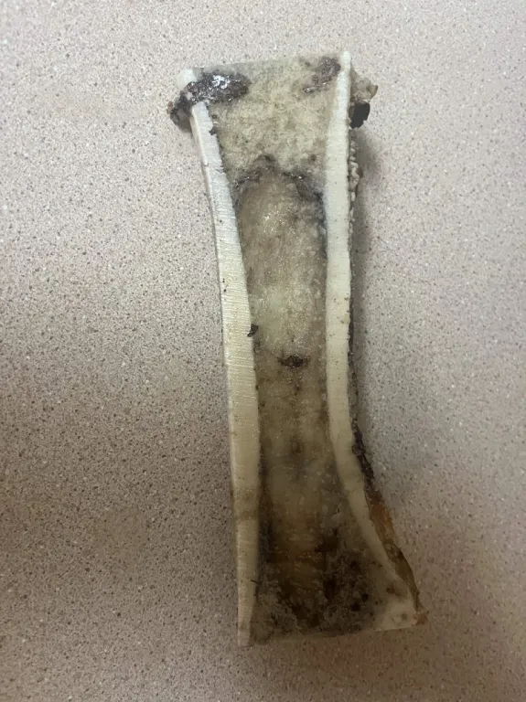 Bone Marrow